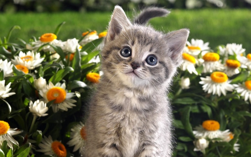 kitten_flowers