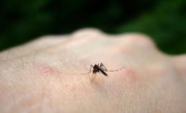 picaduras-mosquitos-porque