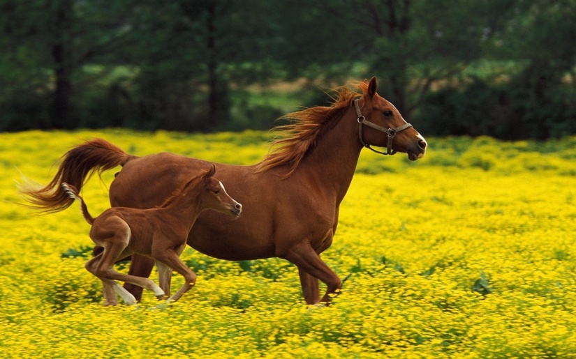 ws_horses_running_flower_field_2560x1600