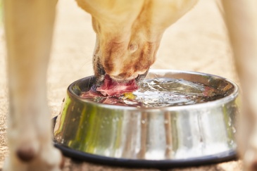 plato agua perro